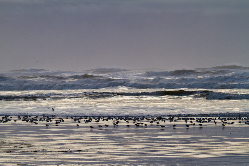 Sanderling And Dunlin In Surf